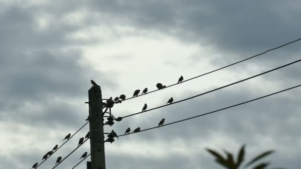 Pássaros Silhueta Reunião Cabo Fio Elétrico Céu Azul Chuva Nublado — Vídeo de Stock