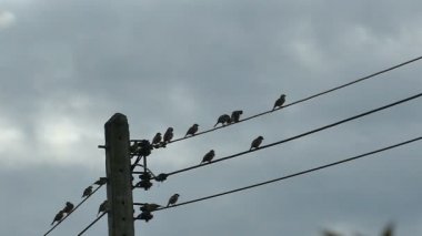 Yavaş hareket eden siluet kuşlar bulutlu mavi gökyüzünde elektrik kablosunda buluşuyorlar.