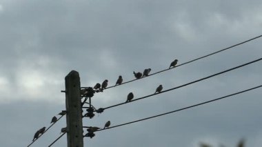 Yavaş hareket eden siluet kuşlar bulutlu mavi gökyüzünde elektrik kablosunda buluşuyorlar.