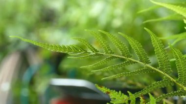 4K Yağmur Tazelik makro yeşil ağaç yaprağına damlıyor. Bulutlu gökyüzünde soyut hüzün anı