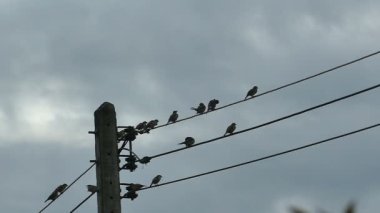 Yavaş hareket eden siluet kuşlar bulutlu mavi gökyüzünde elektrik kablosunda buluşuyorlar.