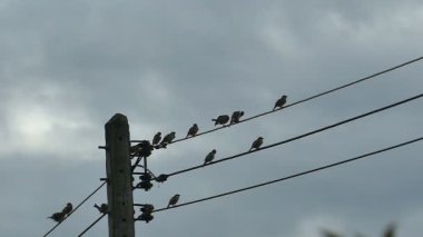 Yavaş hareket eden siluet kuşlar bulutlu mavi gökyüzünde elektrik kablosunda buluşuyorlar.