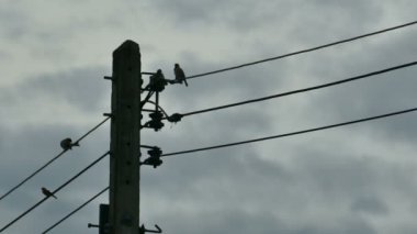 4K siluet kuşlar bulutlu mavi gökyüzünde elektrik kablosunda buluşuyorlar.
