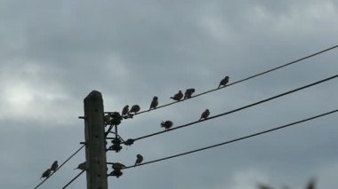 Yavaş hareket eden siluet kuşlar bulutlu mavi gökyüzünde elektrik kablosunda buluşuyorlar.