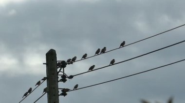 Yavaş hareket eden siluet kuşlar bulutlu mavi gökyüzünde elektrik kablosunda buluşuyorlar.