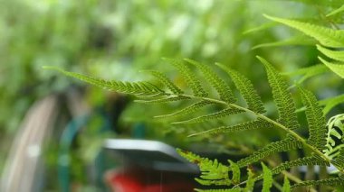 Yavaş çekim yağmur, tazelik makro yeşil ağaç yaprağına damlıyor. Bulutlu gökyüzünde soyut hüzün anı