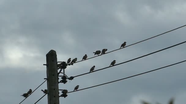 Pomalý Pohyb Silueta Ptáci Setkání Elektrickém Kabelu Kabel Oblačném Dešti — Stock video