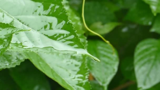 Αργή Βροχή Κίνηση Παφλασμό Φρεσκάδα Μακροπράσινο Φύλλο Δέντρο Αφηρημένη Θλίψη — Αρχείο Βίντεο