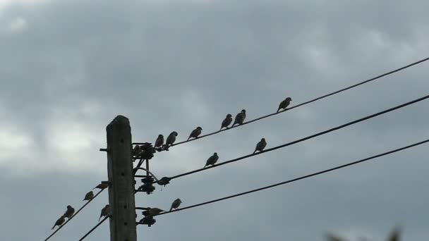 Pájaros Silueta Cámara Lenta Que Reúnen Cable Eléctrico Cielo Azul — Vídeos de Stock