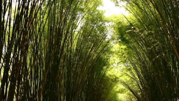 Bovenaanzicht Van Het Schilderachtige Bamboebos Dat Wordt Gebruikt Als Hernieuwbare — Stockvideo