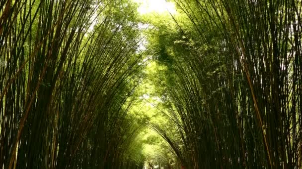 Vue Ensemble Forêt Bambous Pittoresque Utilisée Comme Source Énergie Renouvelable — Video