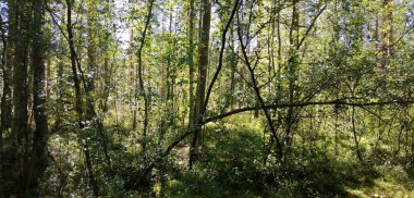 Bisiklet sürerken ya da dışarıda yürürken çektiğim resimler. Durdur ve doğayı izle.. 