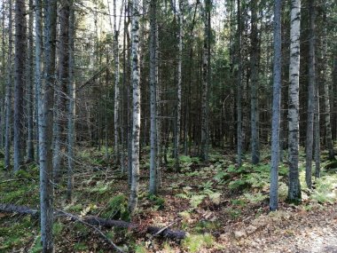 Bisiklet sürerken ya da dışarıda yürürken çektiğim resimler. Durdur ve doğayı izle.. 