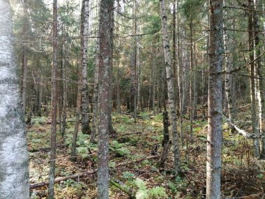 Bisiklet sürerken ya da dışarıda yürürken çektiğim resimler. Durdur ve doğayı izle.. 