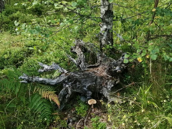 Bisiklet sürerken ya da dışarıda yürürken çektiğim resimler. Durdur ve doğayı izle.. 