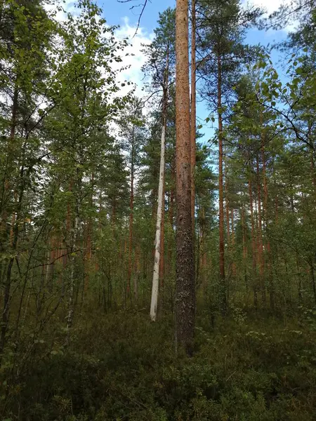 Bisiklet sürerken ya da dışarıda yürürken çektiğim resimler. Durdur ve doğayı izle.. 
