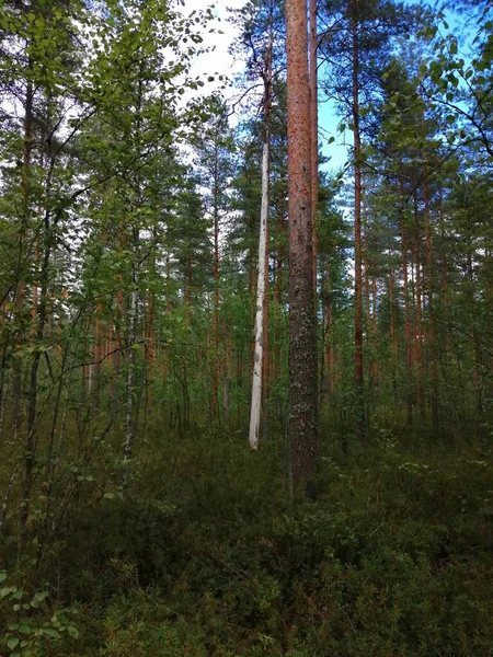 Bisiklet sürerken ya da dışarıda yürürken çektiğim resimler. Durdur ve doğayı izle.. 