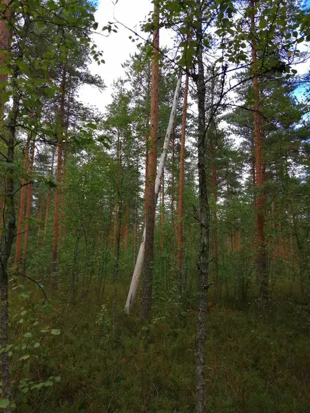 Bisiklet sürerken ya da dışarıda yürürken çektiğim resimler. Durdur ve doğayı izle.. 