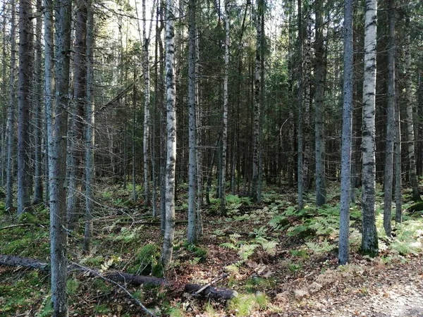 Bisiklet sürerken ya da dışarıda yürürken çektiğim resimler. Durdur ve doğayı izle.. 