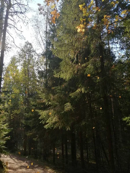 Фотографії Які Роблю Під Час Їзди Велосипеді Або Виходу Вулицю — стокове фото