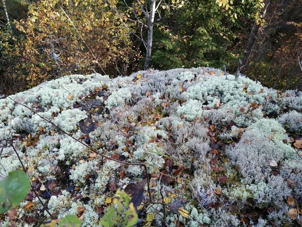 Bisiklet sürerken ya da dışarıda yürürken çektiğim resimler. Durdur ve doğayı izle.. 