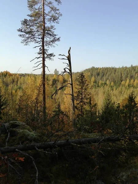 Fotos Que Tiro Andar Bicicleta Fora Apenas Pausar Observar Natureza — Fotografia de Stock