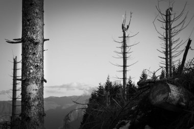 Fırtına tarafından tahrip edilmiş köknar ormanının siyah ve beyaz dağ manzarası. Çıplak şortlar. Yüksek kontrastlı. Monte Avena, Belluno, İtalya