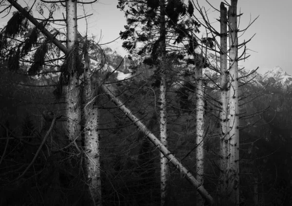 被风暴摧毁的冷杉森林的黑白山景 光秃秃的树干 高对比度意大利Belluno的Monte Avena — 图库照片