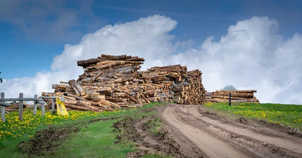 Piles of fir logs piled up along the mountain road with cloudy sky. Recovery of the trunks of trees felled by the storm Vaia in the Belluno Dolomites National Park. Monte Avena, Belluno, Italy — Stock Image Piles Fir Logs Piled Mountain Road Cloudy Sky Recovery Trunks Stock Photo