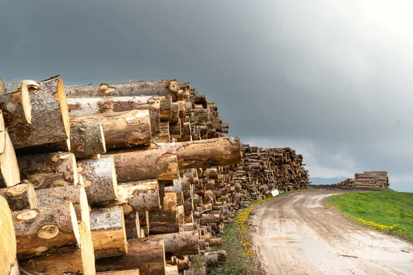 Piles of fir logs piled up along the mountain road with cloudy sky. Recovery of the trunks of trees felled by the storm Vaia in the Belluno Dolomites National Park. Monte Avena, Belluno, Italy — Stock Image Piles Fir Logs Piled Mountain Road Cloudy Sky Recovery Trunks Stock Image