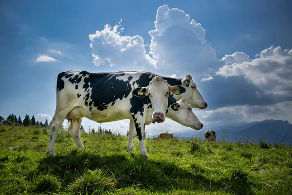 Photomontage of cow grazing in the mountains with three heads in different positions. Dairy cow grazing on a sunny summer day, green meadow.