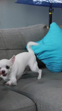 Süper sevimli ve sevimli beyaz bir köpek neşeli bir şekilde yumuşak bir koltukta poz verir. Yanında canlı bir turkuaz yastık da vardır.