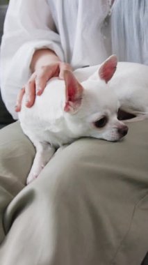 Sevimli küçük beyaz bir Chihuahua, yumuşak kumaşın üzerinde huzur içinde dinleniyor.