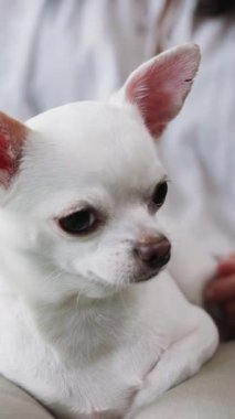 Çok hoş ve büyüleyici beyaz bir Chihuahua, özenli, uyanık kulakları var, çok güzel bir şekilde yan profilini gösteriyor.