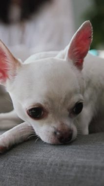 Huzurlu beyaz bir Chihuahua rahat ve huzurlu bir şekilde konforlu ve davetkar bir koltukta dinleniyor.