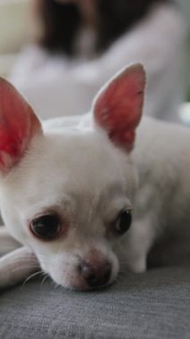 Bu sevimli küçük beyaz Chihuahua rahatça dinleniyor, anlamlı gözlerini ve şakacı kulaklarını gösteriyor.