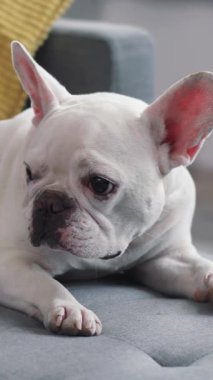 Şirin, tüylü beyaz bir Fransız Bulldog rahat bir kanepede uzanıyor, oyuncu kişiliğini ve çekiciliğini sergiliyor.