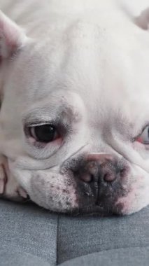 Güzel ve dingin bir Fransız Bulldog 'u. Rahat bir yatakta huzur içinde uyuyor.