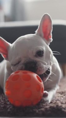 Şirin bir Fransız Bulldog parlak bir turuncu topla neşe ve neşe dolu bir ruh ile neşe içinde oynar.