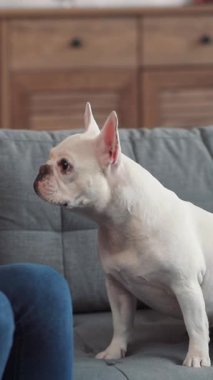 Sıcak bir kanepede bir Fransız Bulldog 'u ile nazikçe etkileşime geçen bir insanı gösteren yürek ısıtan ve keyifli bir an.