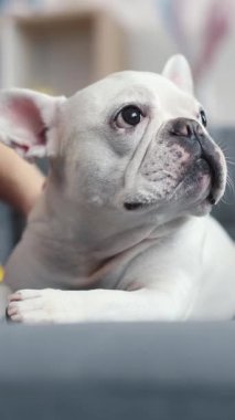 Karşı konulmaz bir Fransız Bulldog 'u, ışık saçan cazibe ve sakinlik, rahat bir şekilde rahat bir kanepede dinleniyor.