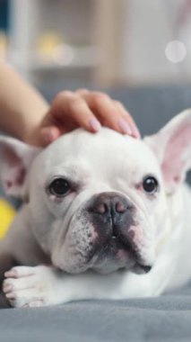Çok tatlı ve küçük beyaz bir Fransız Bulldog, sıcak, rahat, yumuşak bir kanepede huzur içinde dinleniyor.