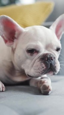Çekici beyaz bir Fransız Bulldog, güzel bir evdeki rahat ve huzurlu bir kanepede dinleniyor.