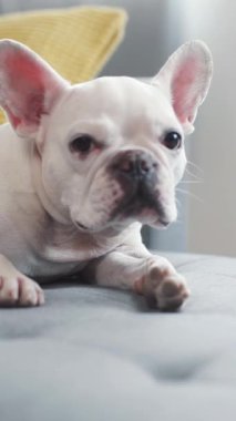 Çekici bir Fransız Bulldog, rahatlama ve dostluğun özünü sergilerken nazikçe okşanıyor.