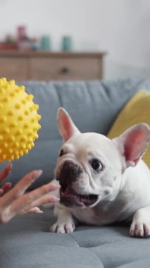 Neşeli bir Fransız Bulldog, neşeli bir şekilde parlak sarı bir çiğneme oyuncağıyla etkileşime geçiyor.