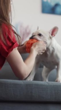 Neşeli ve neşeli bir insan, mutlu bir köpekle neşeli bir şekilde meşgul olur. Sıcak, rahat bir ev ortamında renkli bir oyuncak kullanır.