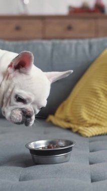 Şık ve şık bir kanepe zarif bir şekilde parlak sarı bir yastıkla süslenmiş, modern yaşam alanları için mükemmel hale getiriyor.