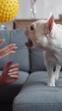 Sevimli bir Fransız Bulldog enerjik bir şekilde canlı sarı bir oyuncak topuyla meşgul oluyor, neşeli canlılığını gösteriyor.