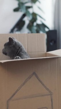 Oyuncak, tapılası gri bir kedi dikkatli bir şekilde karton kutusunun içinden dışarı bakar ve merakını gösterir.