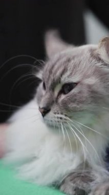 Güzel ve eşsiz bir kedinin büyüleyici kürk desenlerini ve olağanüstü gözlerini gösteren yakın çekim görüntüsü.